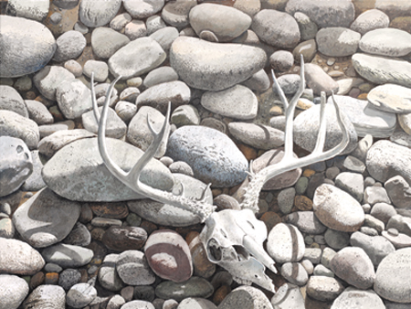 deer skull on rocks
