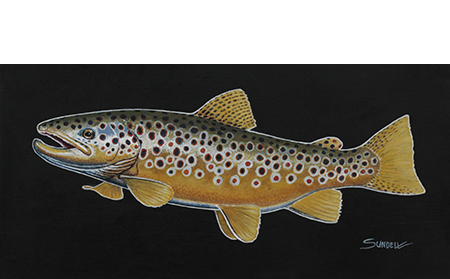 Brown trout against a black background in this fish painting