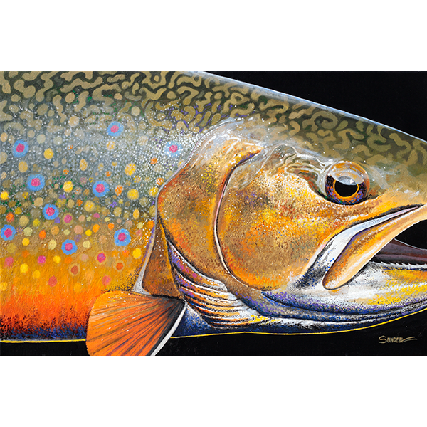 The vivid colors of a dramatic closeup of a brook trout capture the beauty of the trout.