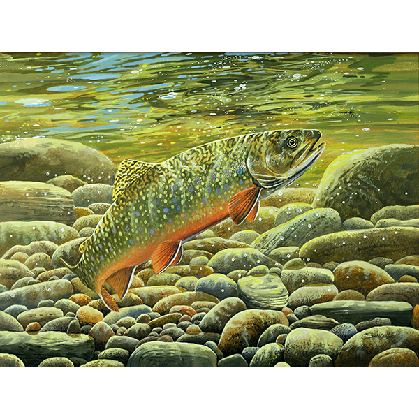 This underwater scene features a brook trout rising to take a fly, every angler's dream.